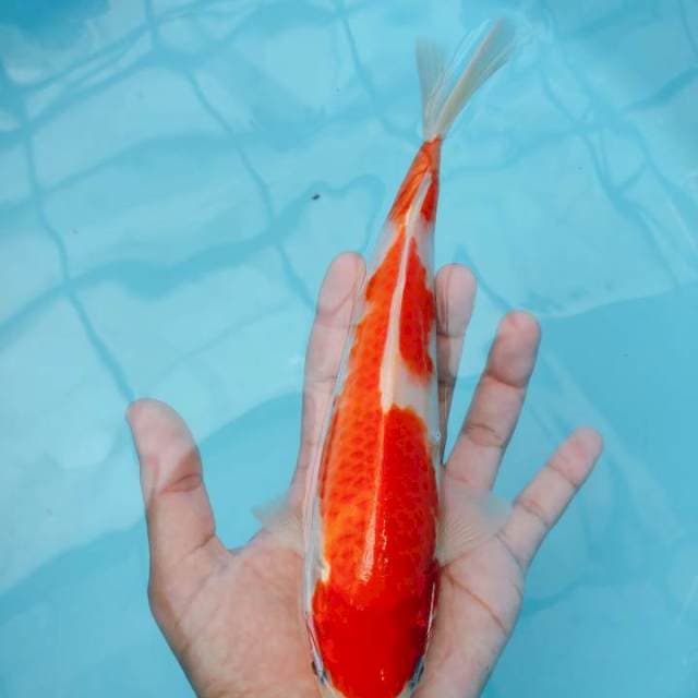 KOHAKU ORI F1 25CM M