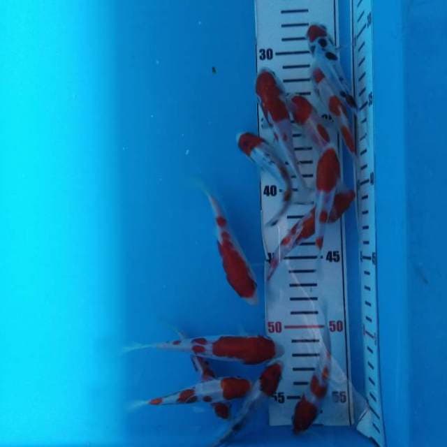 Kohaku sanke mix joz 13 ekor