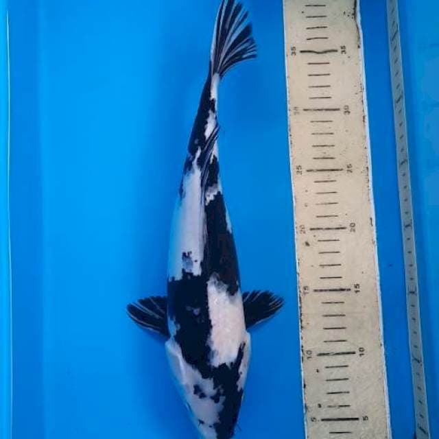 Shiro 34cm