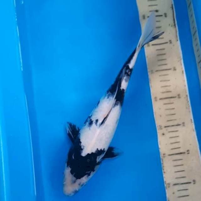 Shiro 33cm