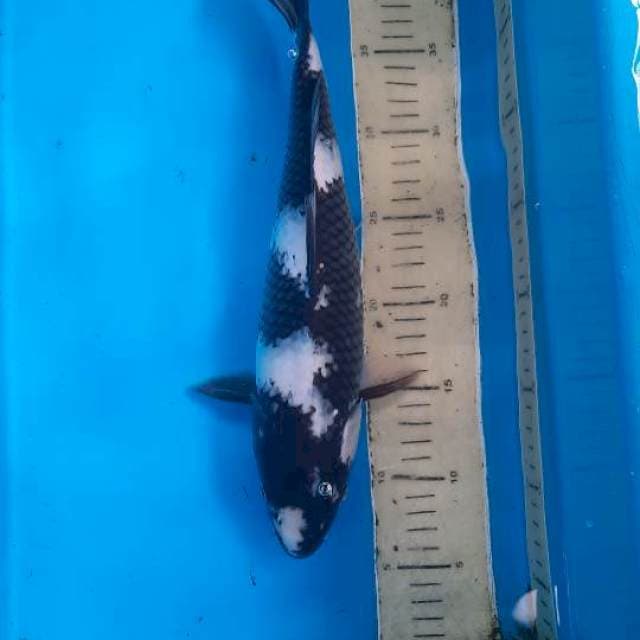 Shiro 35cm