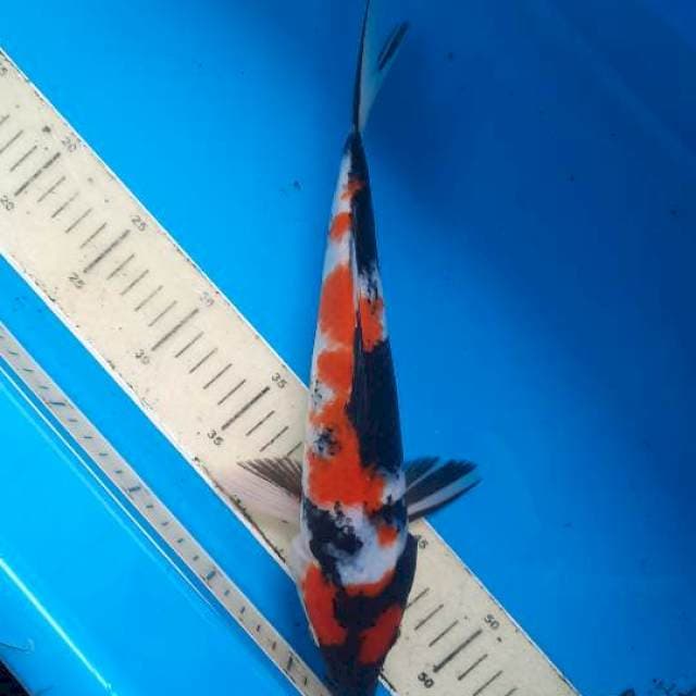 Showa 31cm