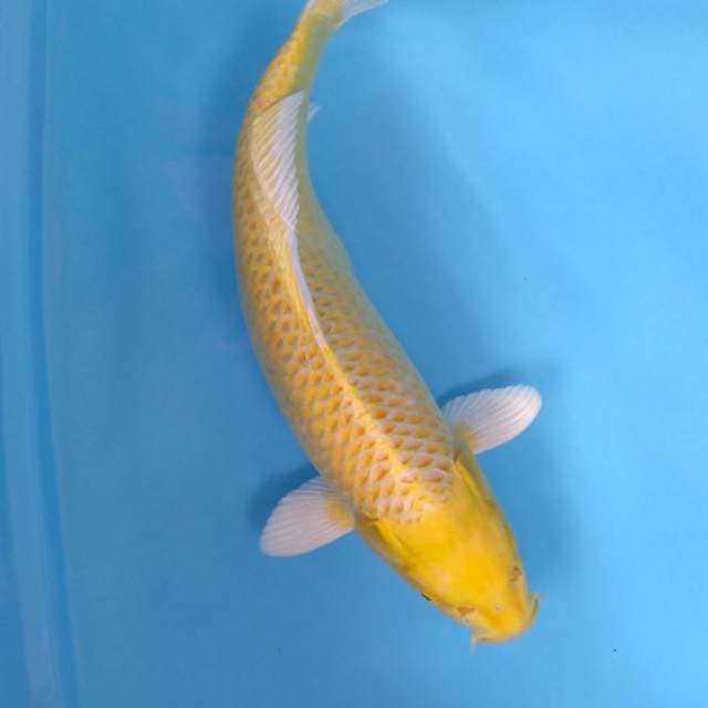Ogon kepala bersih 38cm Female