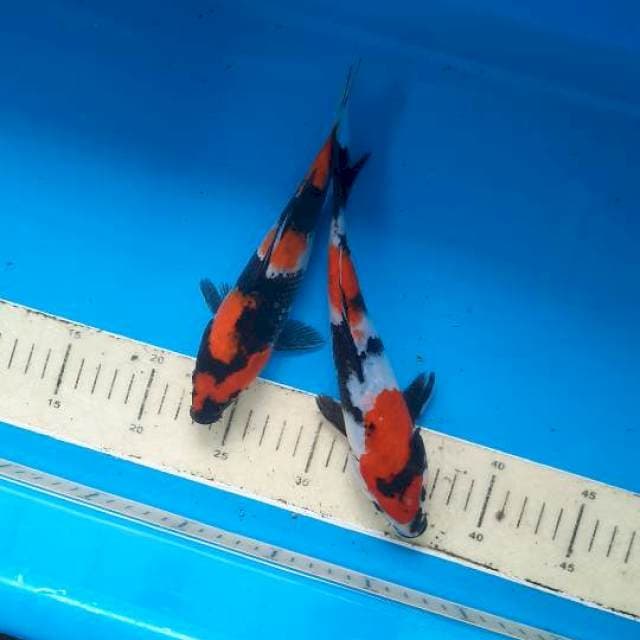 Showa 22-23cm 2 ekor