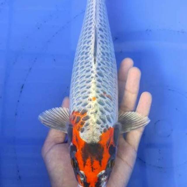 Kogane 34cm