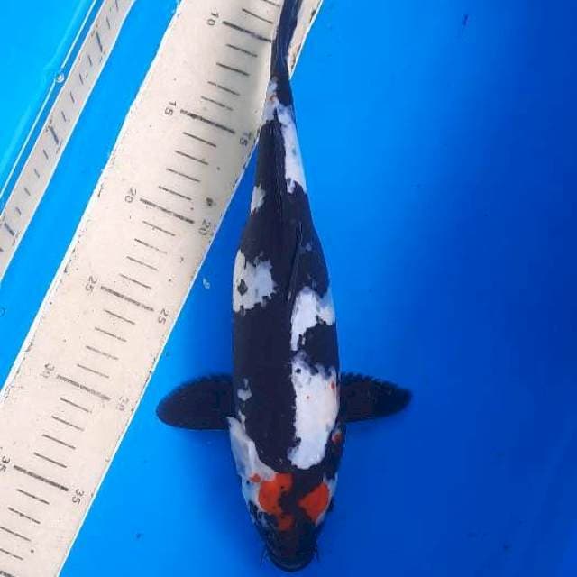 Tancho showa 30cm
