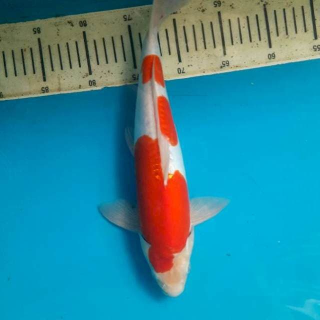 Kohaku doit 35cm male
