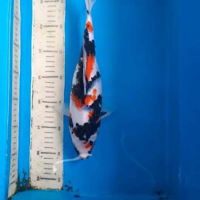 Showa 36cm
