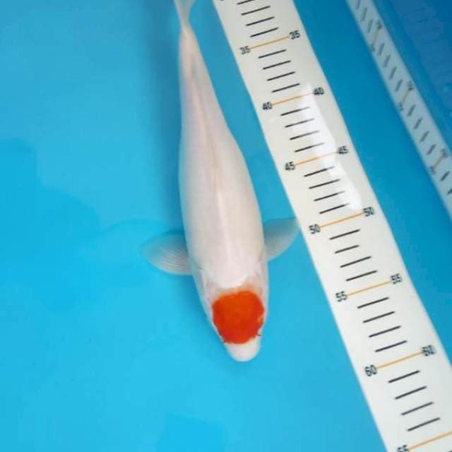 Tancho 31cm