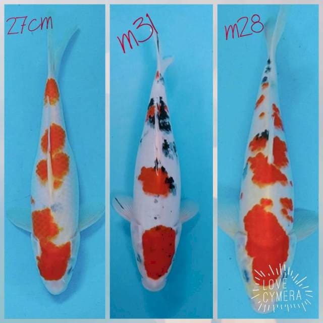 3unit sanke 27-28-31cm