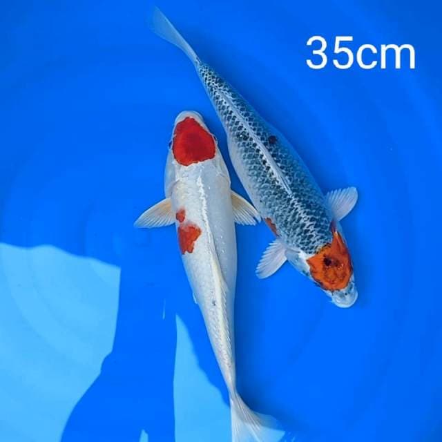 Tancho original 35cm