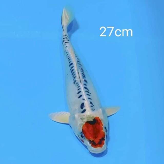 Original tancho 27cm