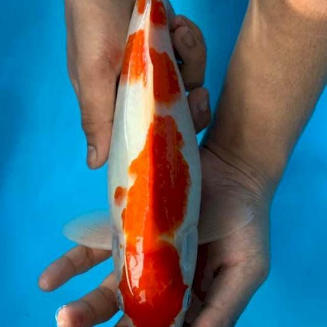 Kohaku maruten 30up