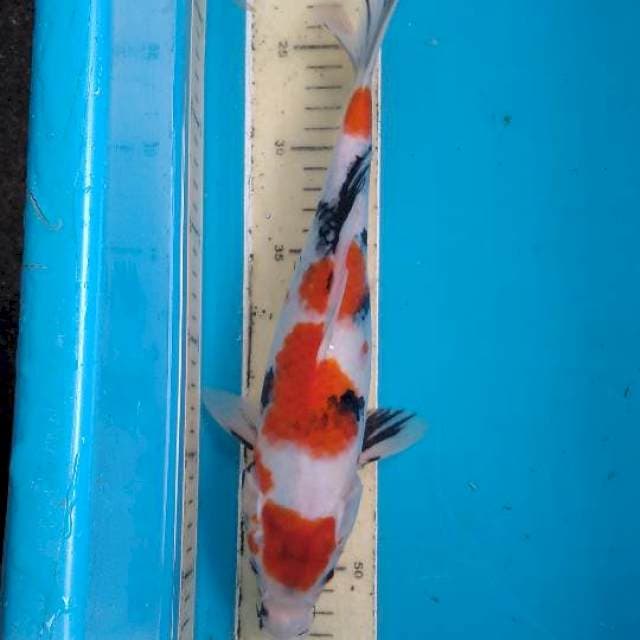 Maruten Showa 31cm