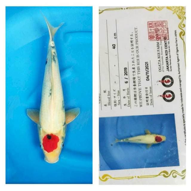 Tancho Showa 40cm Ogata Koi Farm