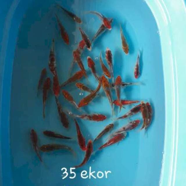 Goshiki 35ekor