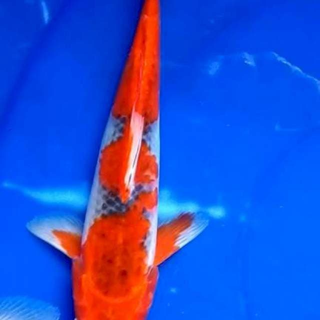 Minion goshiko