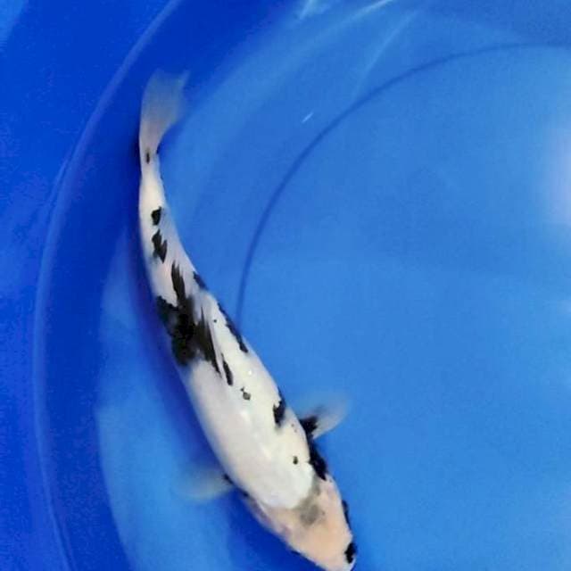 shiro 34 cm