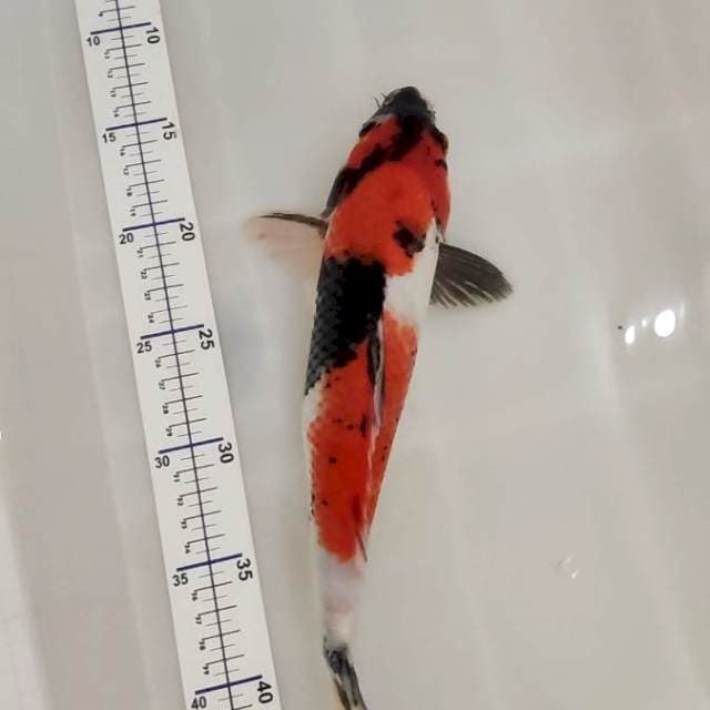 showa 33 cm