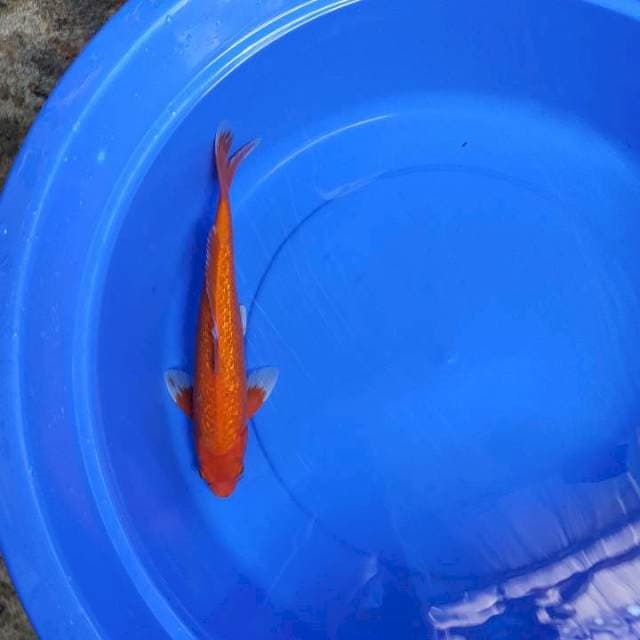 Orenji 36 cm