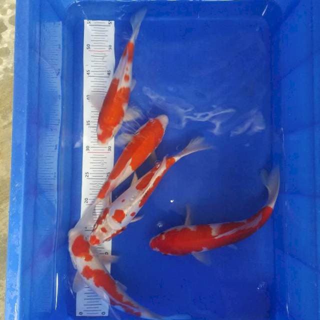4 ekor kohaku..1 ekor kikushui
