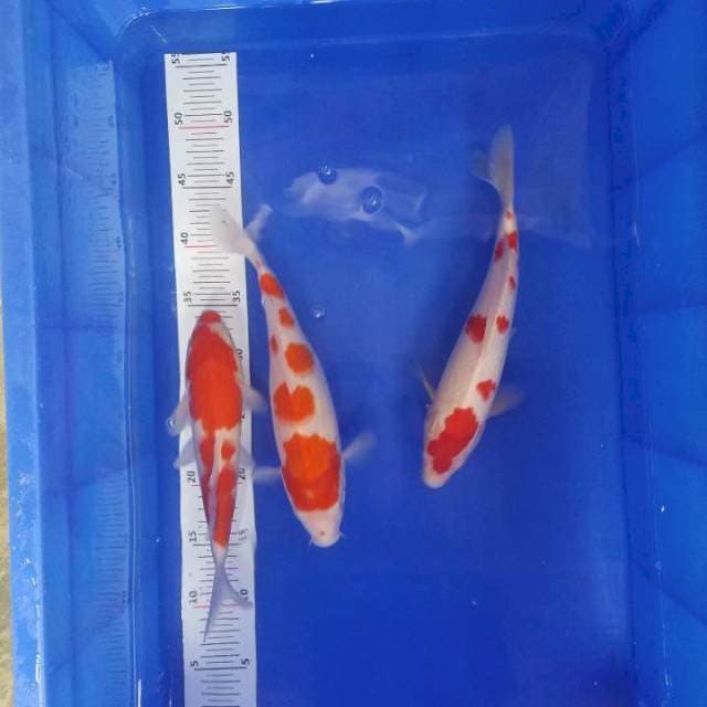 3 ekor kohaku