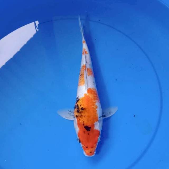 Showa 32cm