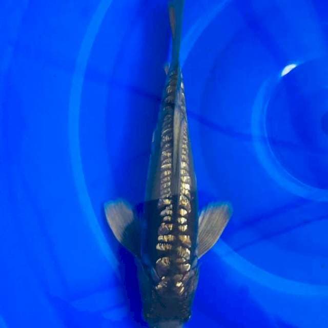 Kumpay Aragoke Ginrin - 27cm Male