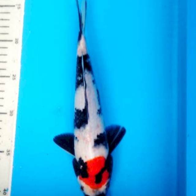 thanco showa 28 cm male