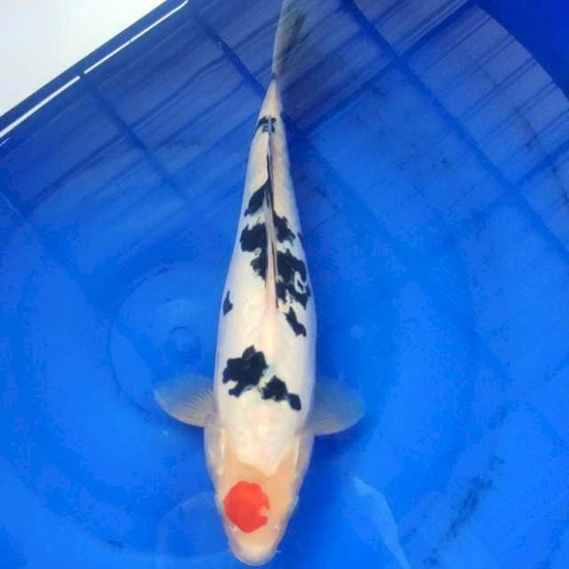 Tc Sanke 34cm