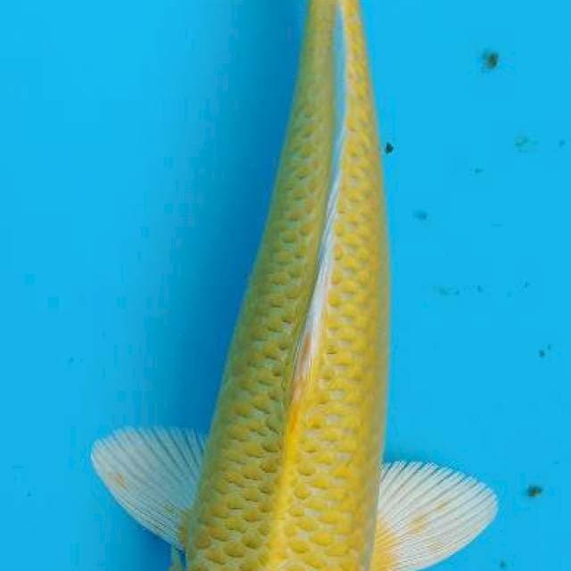 27CM OGON SKIN RAPII