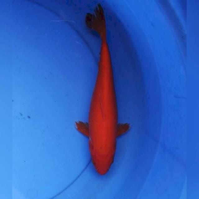 Benigoi merah tajam