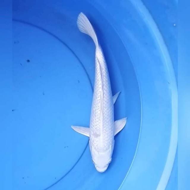 Platinum ginrin