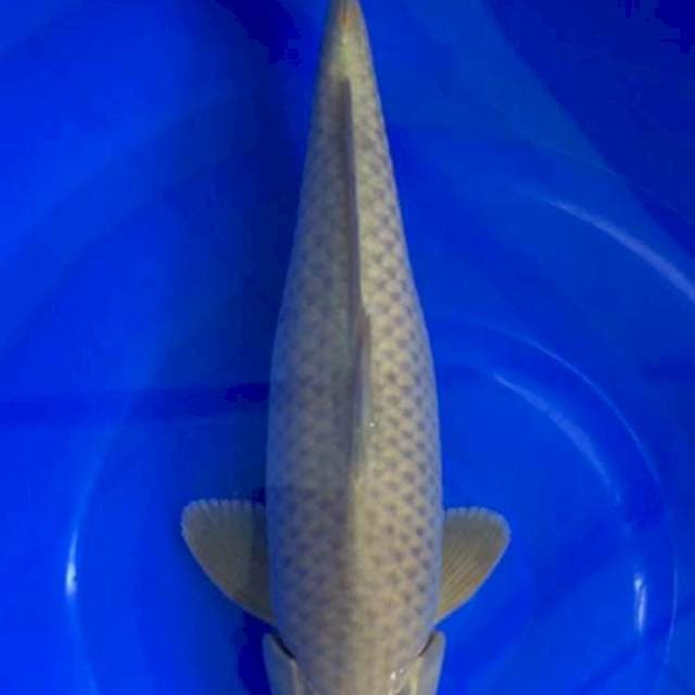 Chagoi 37cm