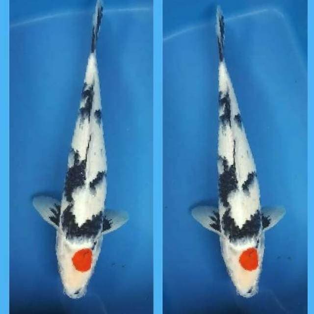 tanco showa 40cm