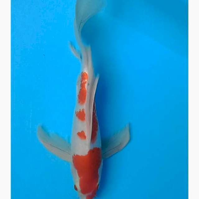 Kumpay kohaku