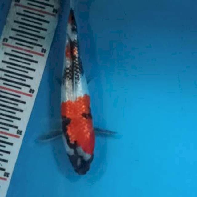 Showa ginrin SQ 25cm