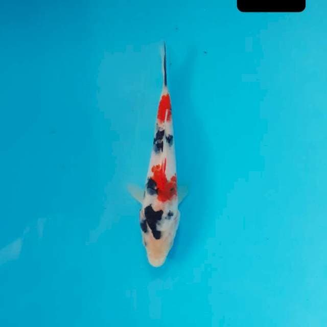 Showa 15 cm