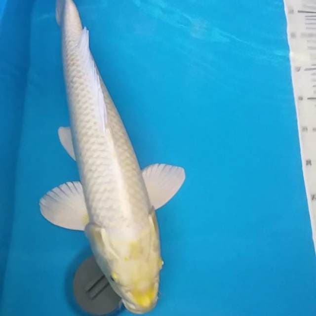 Yamabuki ogon 51 male