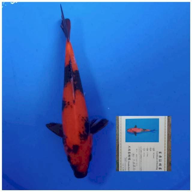 Hi Utsuri 23cm