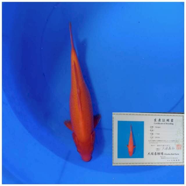 Otsuka Benigoi 22cm