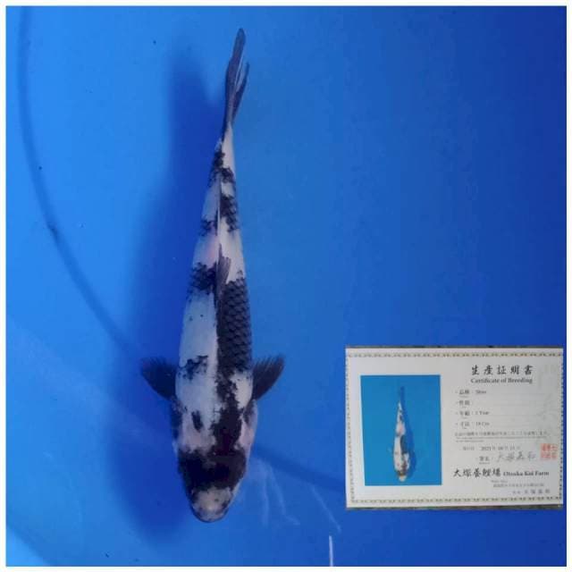Otsuka Shiro 20cm