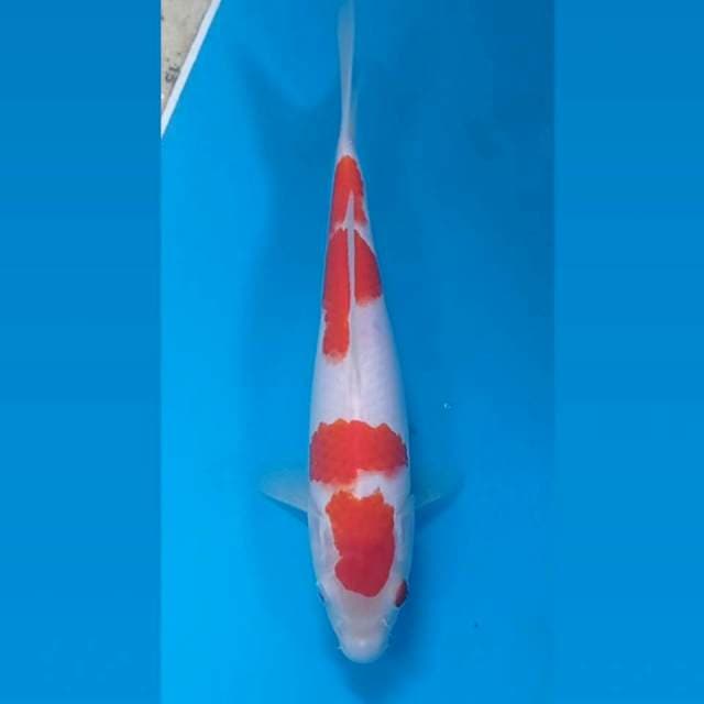 Kohaku, 23 cm