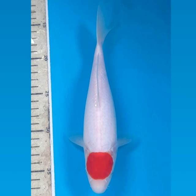 Tancho kohaku, 23 cm