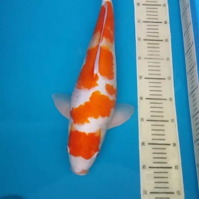 Kohaku Male 55cm