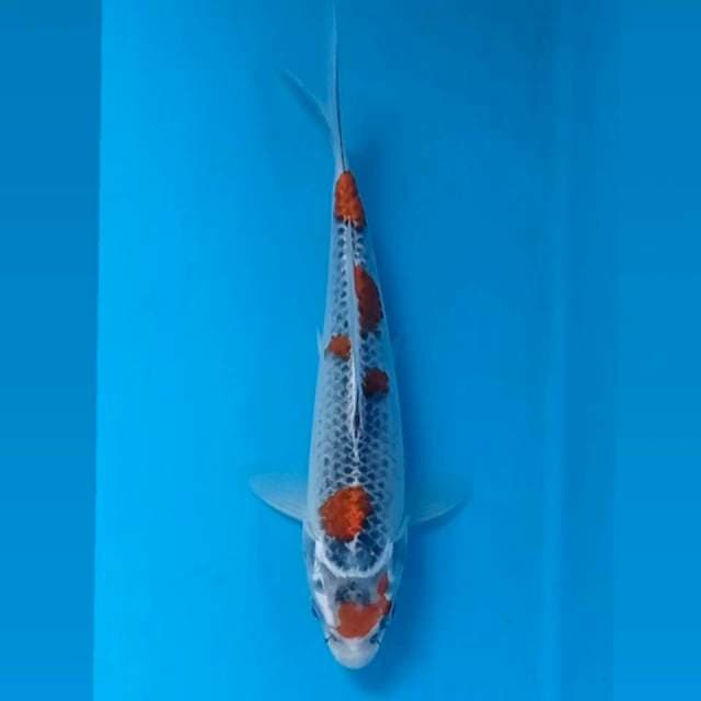 Kujaku, 20 cm