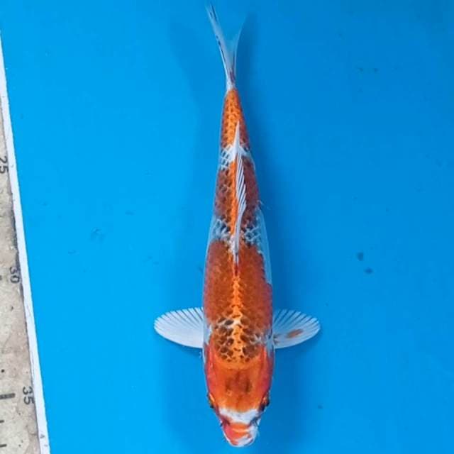Kujaku, 18 cm