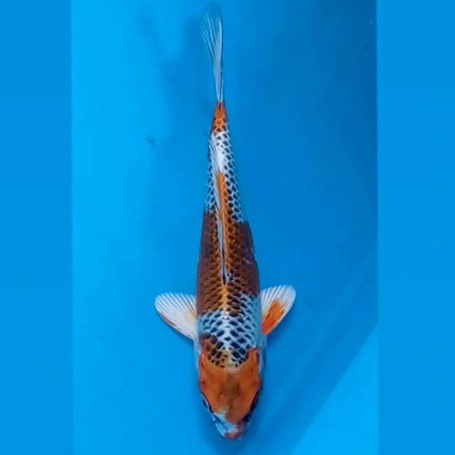 Kujaku, 20 cm