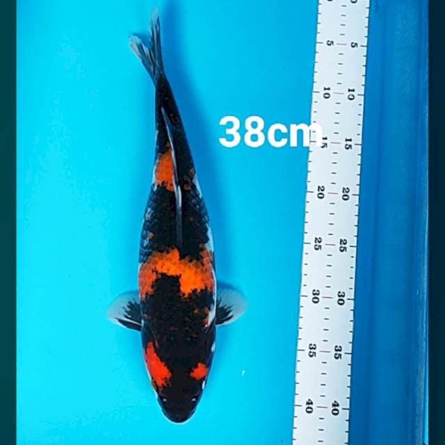 Showa strong 38cm