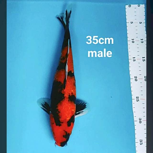 Hi showa jos 35cm male